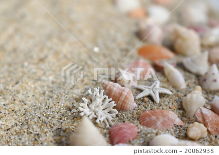 Seashell of a sandy beach 20062938