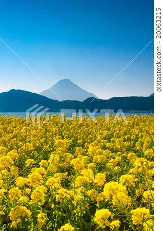 Lake Ikeda, the largest lake in Kyushu You can enjoy rape blossoms and Satsuma Fuji Kaimondake from late December to early February 20063215