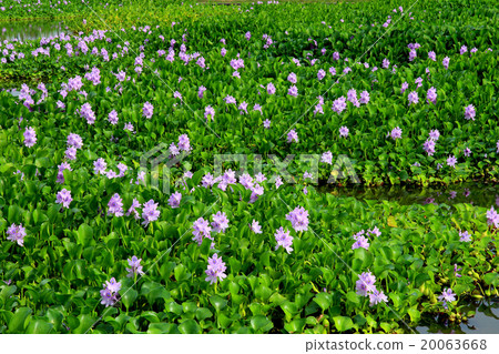 Water hyacinth Water hyacinth 20063668