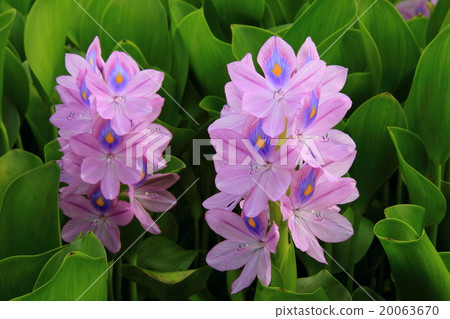 Water hyacinth Water hyacinth 20063670