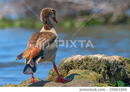 Egyptian goose Egyptian goose 20063866