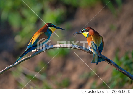 European bee-eater European bee-eater 20063868