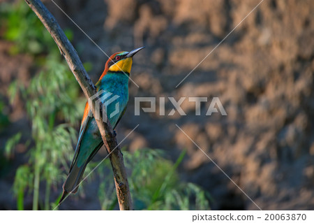 European bee-eater European bee-eater 20063870