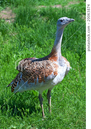 Great bustard Great bustard 20063874