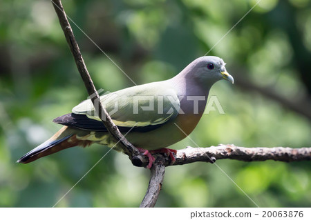 Green pigeon Green pigeon 20063876
