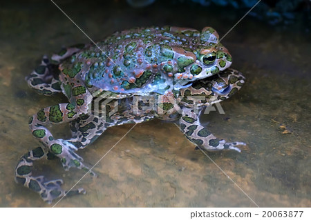 Green toads Green toads 20063877