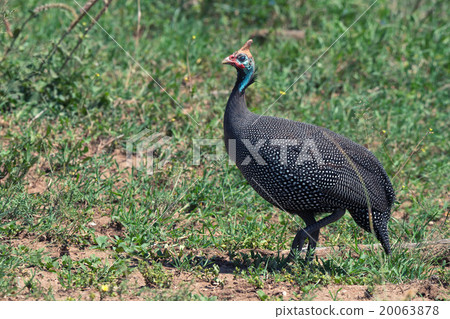 Guineafowl 20063878