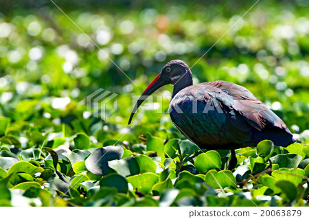 Hadada ibis 20063879