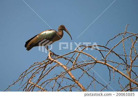 Hadada ibis 20063885