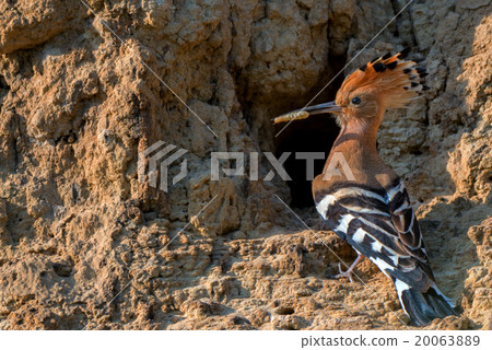 Common hoopoe 20063889