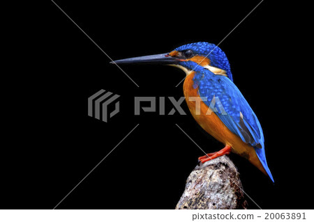 Kingfisher Profile 20063891