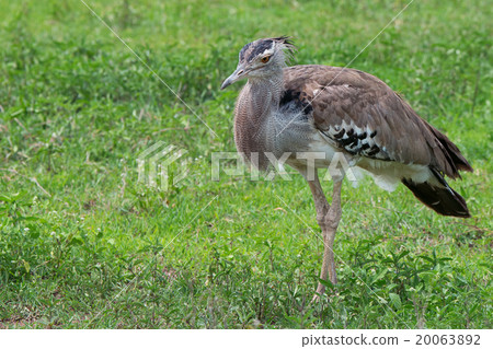 Kori bustard 20063892