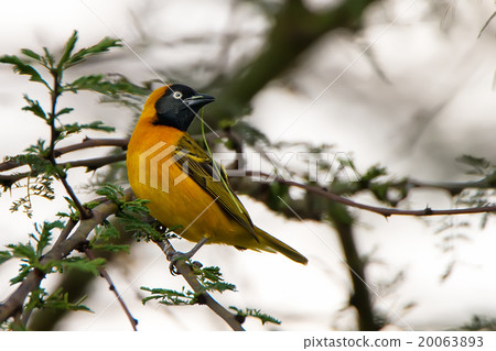 Lesser masked weaver 20063893