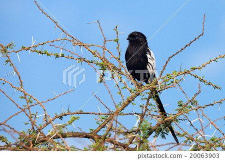 Magpie shrike 20063903