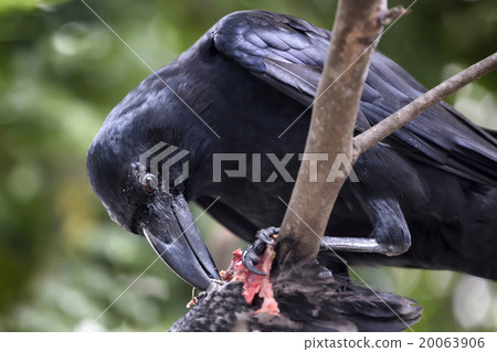Raven eating carrion Raven eating carrion 20063906