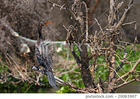 Reed cormorant 20063907