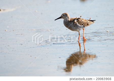Female ruff 20063908