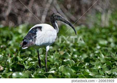 Sacred ibis 20063909