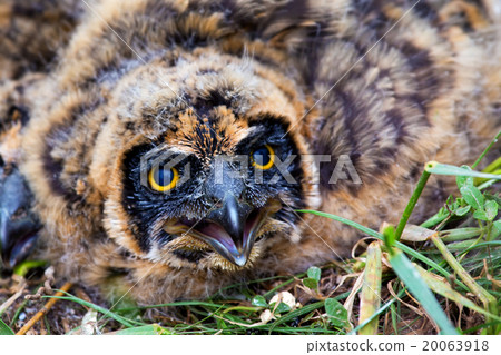 Nestling of short-eared owl Nestling of short-eared owl 20063918