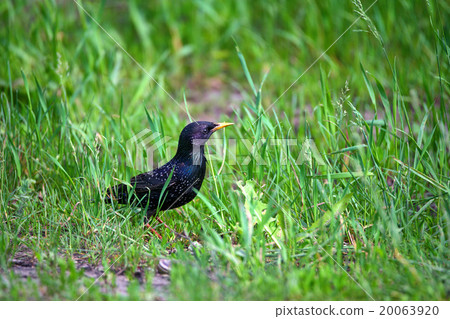 Starling Starling 20063920