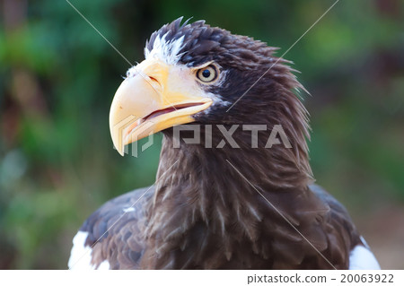 Stelller's sea eagle (Pelagicus haliaeetus) Stelller's sea eagle (Pelagicus haliaeetus) 20063922