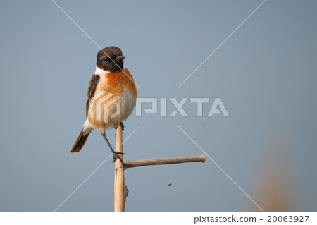 Male Europian stonechat 20063927