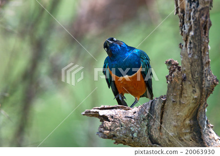 Exotic African bird Exotic African bird 20063930