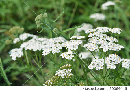 鋸碗的花 20064446