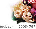 玫瑰	 20064767