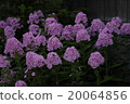 Phlox · paniculata 20064856