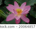 Ancient lotus 20064857
