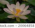 Has 'Kaihime' 20064858