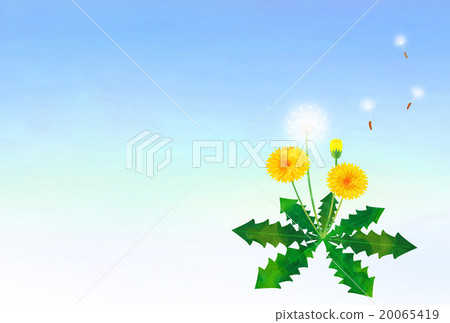 Dandelion and fluff 20065419