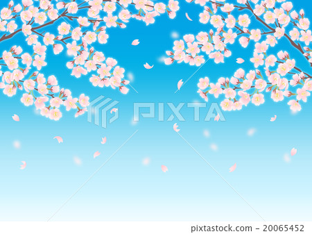 Cherry blossoms falling with the blue sky 20065452