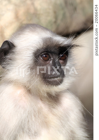 Hanumann Rungour 20066434