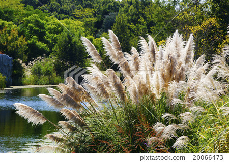 Pampasgrass Pampasgrass 20066473