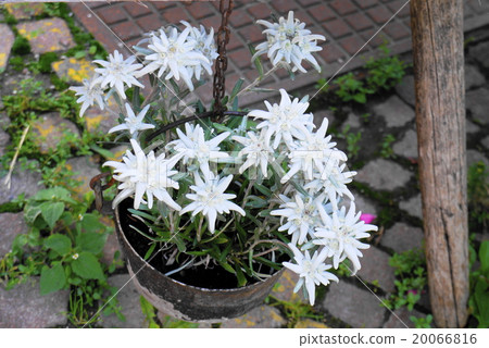 Edelweiss 20066816