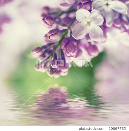 Branch of lilac flowers 20067785