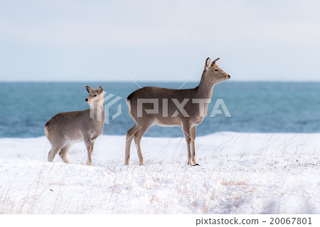 Family of Ezo deer 20067801