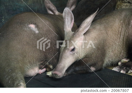 一群蝴蝶 20067807