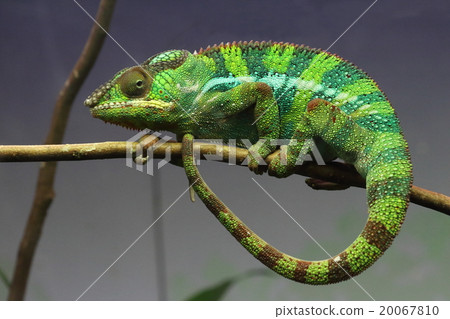 黑豹變色龍 20067810