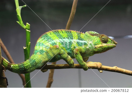 Panther Chameleon 20067812