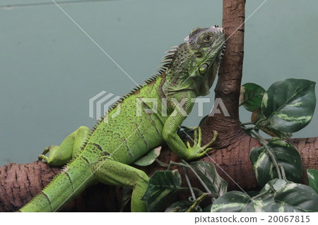 綠鬣蜥 20067815