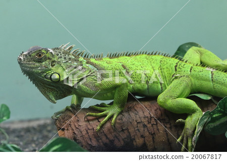 Green iguana 20067817