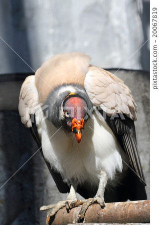 Tokiro Condor 20067819