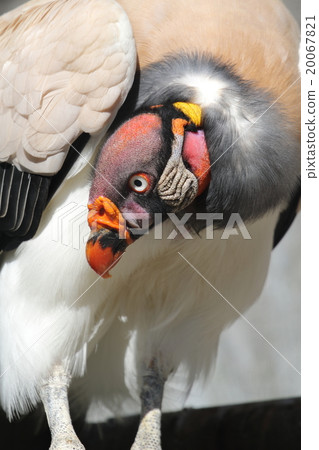 Tokiro Condor 20067821