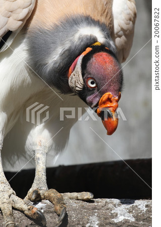 Tokiro Condor 20067822