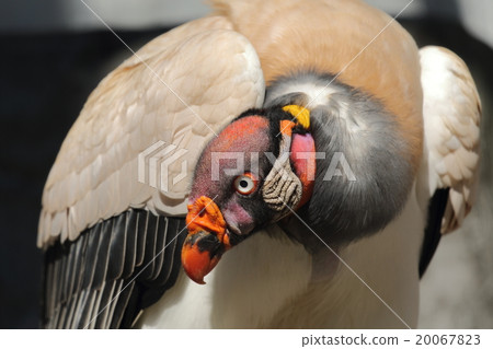 Tokiro Condor Tokiro Condor 20067823