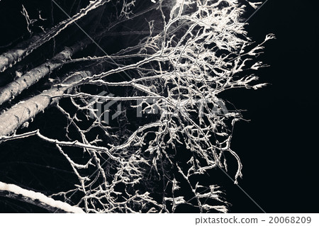 Tree branches with snow at night. 20068209