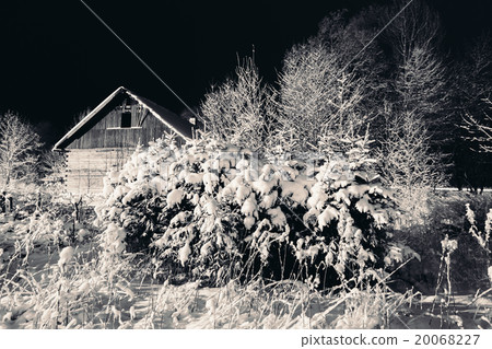 Snow on the branches of trees and bushes. Snow on the branches of trees and bushes. 20068227